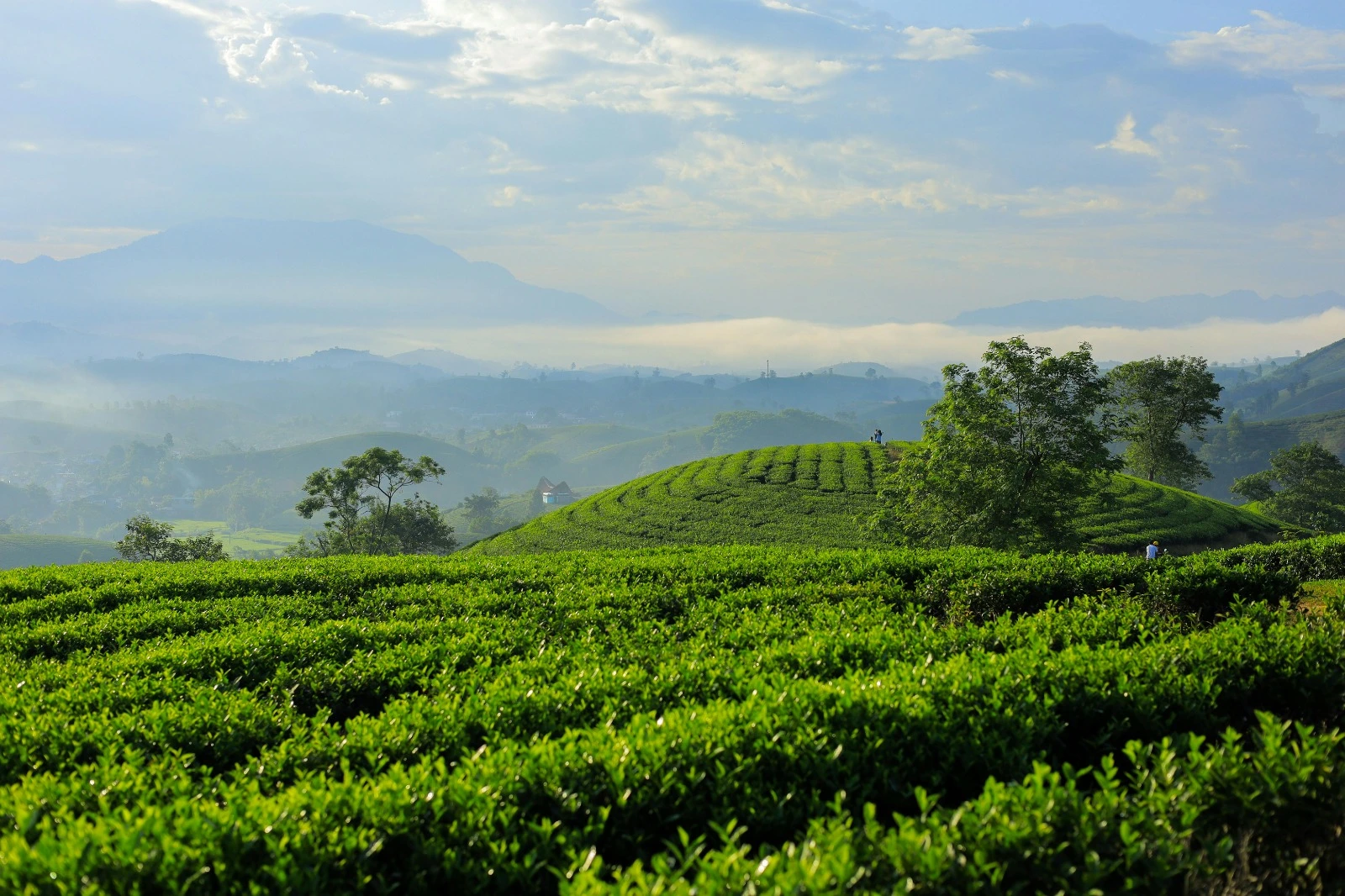 Tea Trails & Hill Country Escape